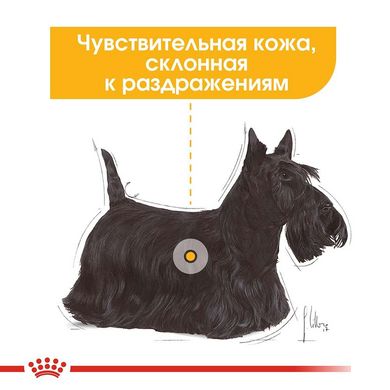 Вологий корм Royal Canin Dermacomfort для собак з чутливою шкірою, паштет, 85 г