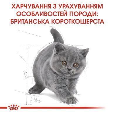 Royal Canin (Роял Канін) KITTEN BRITISH SHORTHAIR Cухий корм для кошенят породи британська короткошерста 10 кг