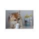GimCat Expert Line Kitten Витамины для котят витаминизированная паста 50 г