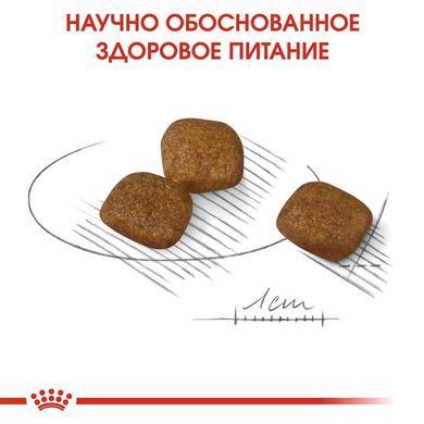 Сухий корм Royal Canin Mini Coat Care для собак дрібних порід з тьмяною і сухий шерстю, 1 кг