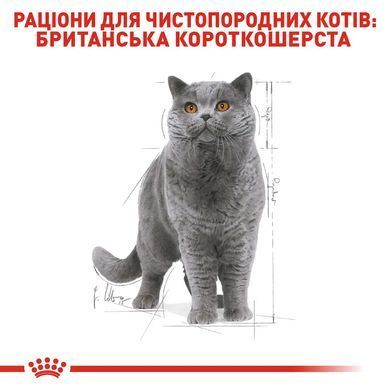 Royal Canin (Роял Канін) BRITISH SHORTHAIR ADULT Вологий корм для кішок британської породи, шматочки в соусі
