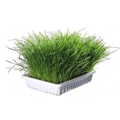 Трава для котов (с грунтом) 50г